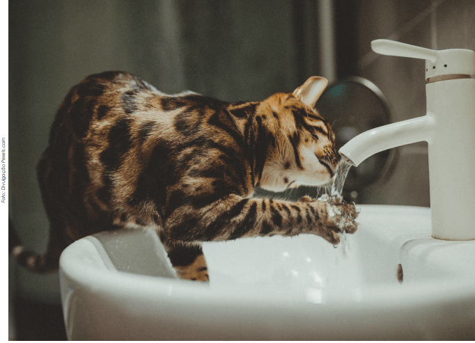 Água filtrada é essencial  para saúde dos pets